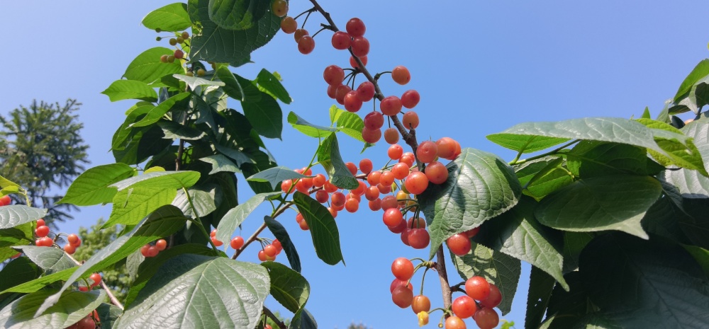 2025成都·蒲江櫻桃旅游季啟幕 以“抿甜”滋味，品文旅盛宴